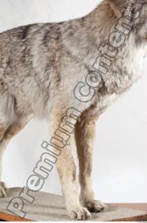 Wolf leg photo reference 0002